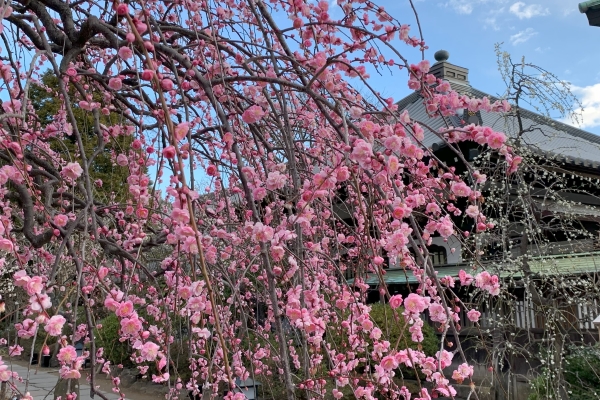 境内の花々