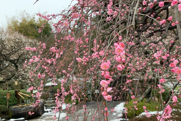 境内の花々