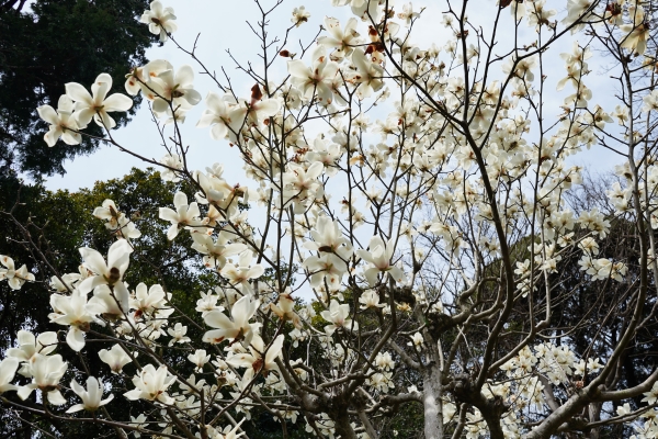 境内の花々