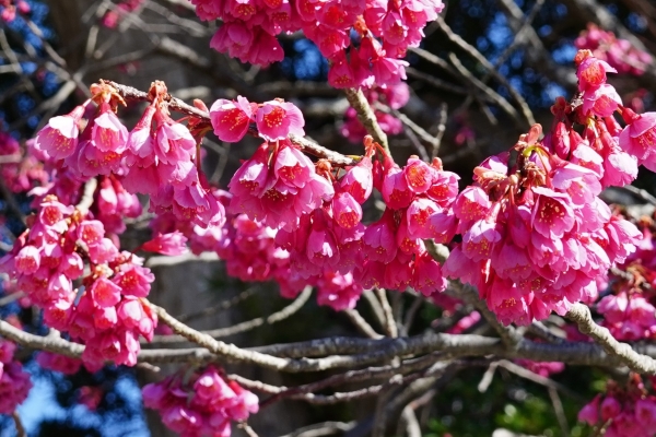 境内の花々