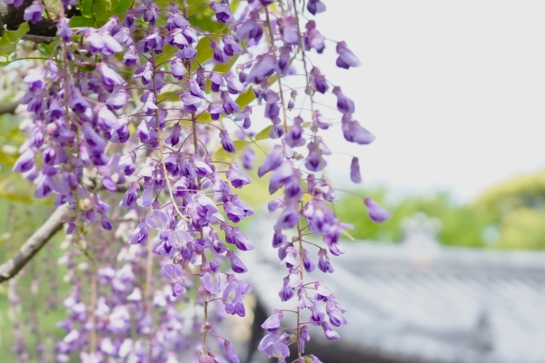 境内の花々