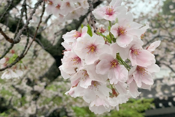 境内の花々