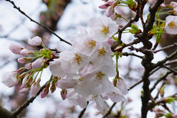 境内の花々