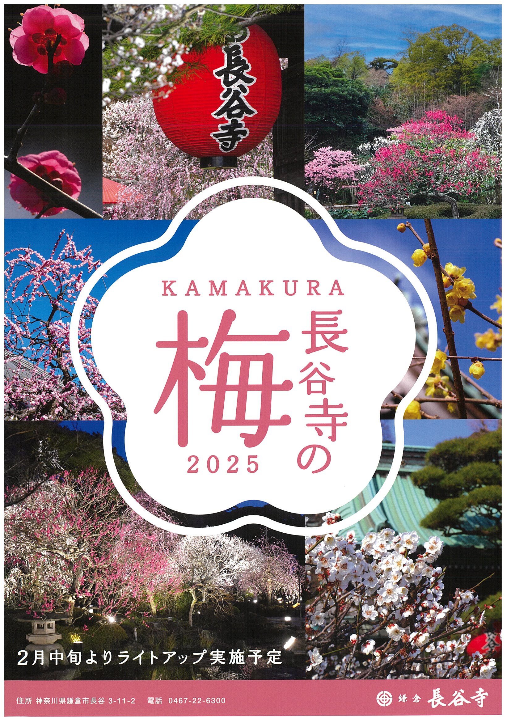 【期間限定】梅 ライトアップ