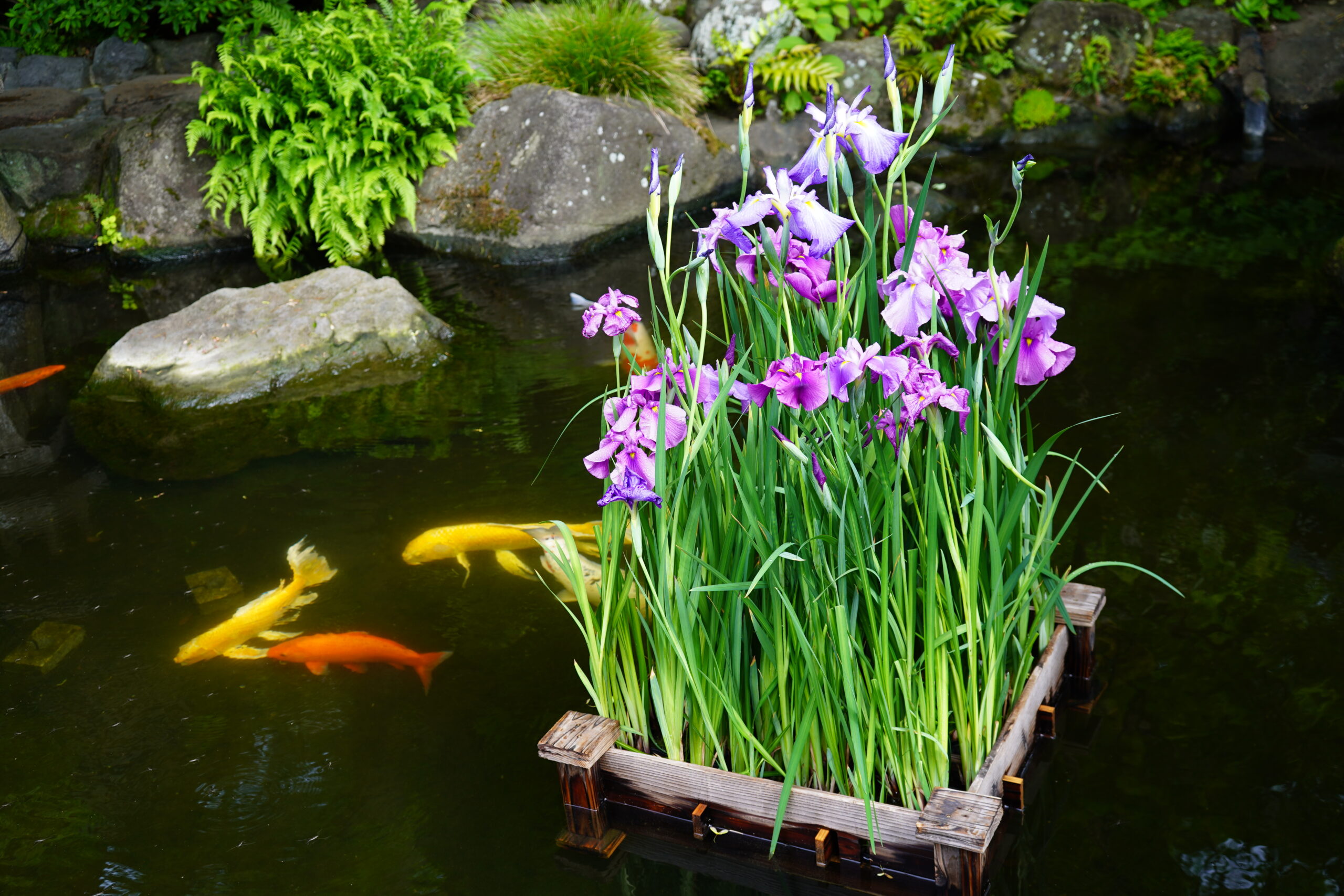 境内の花々