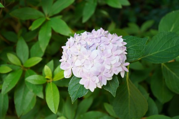 境内の花々