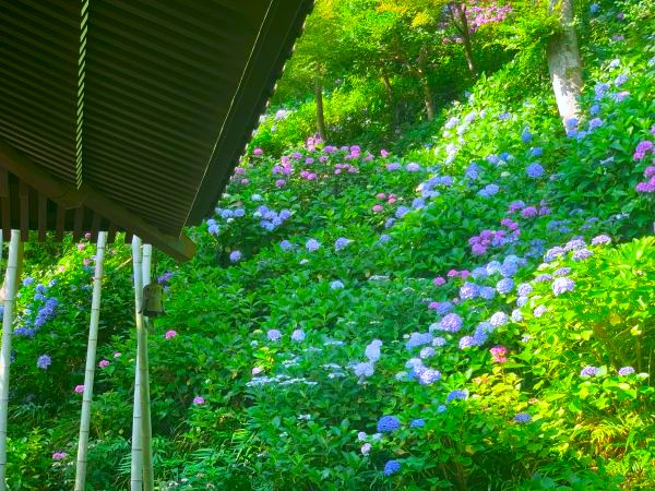 境内の花々