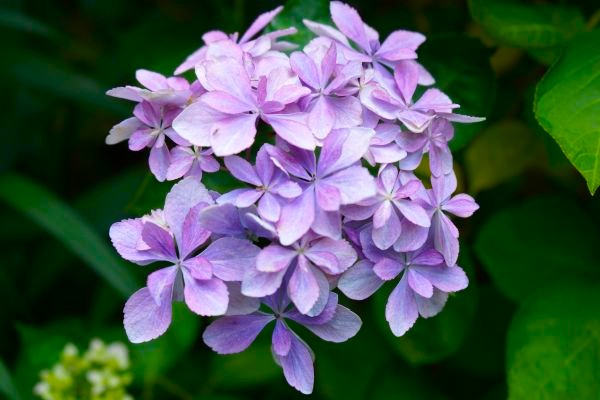 境内の花々
