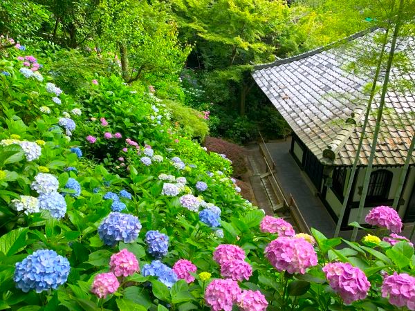 境内の花々