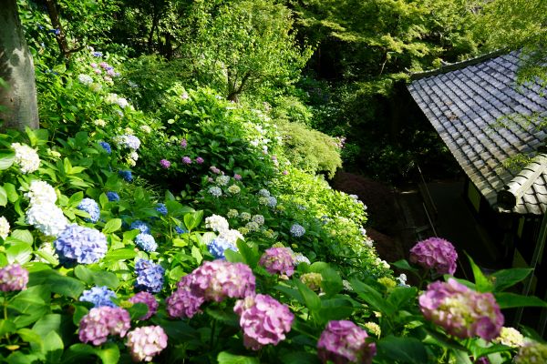 境内の花々