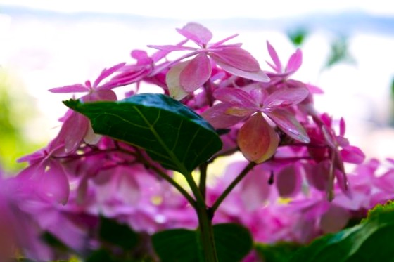 境内の花々