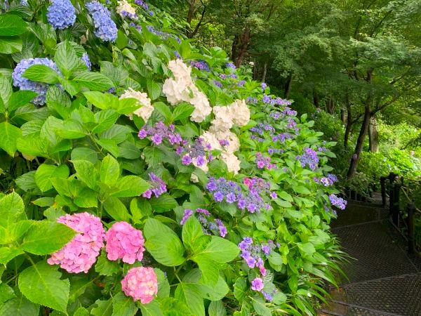 境内の花々