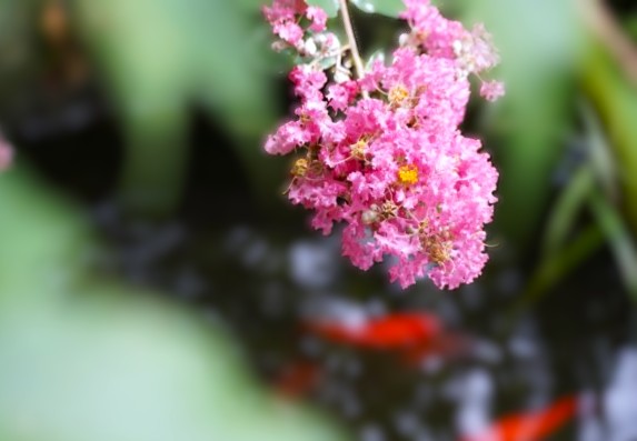 境内の花々