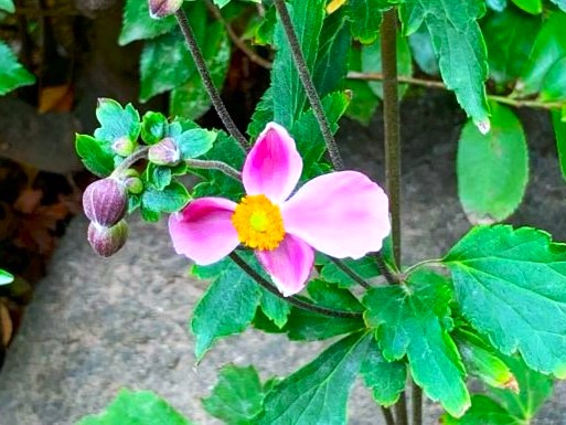 境内の花々