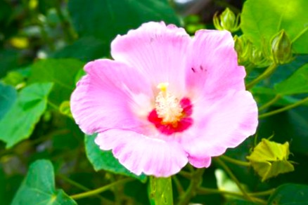 境内の花々
