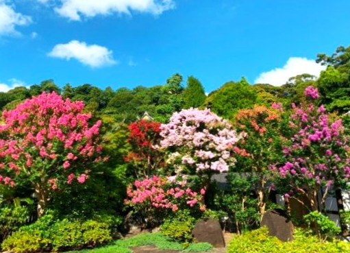 境内の花々