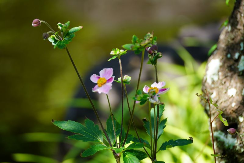 境内の花々