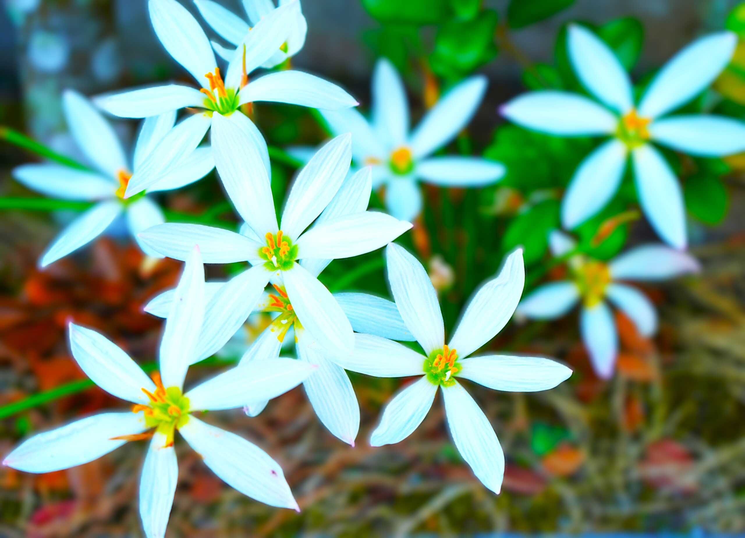 境内の花々