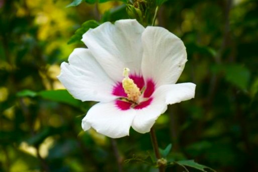 境内の花々