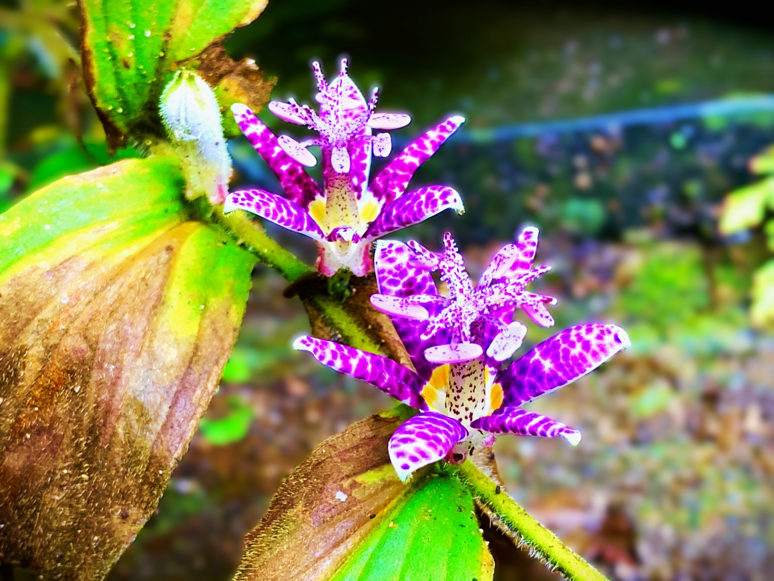 境内の花々