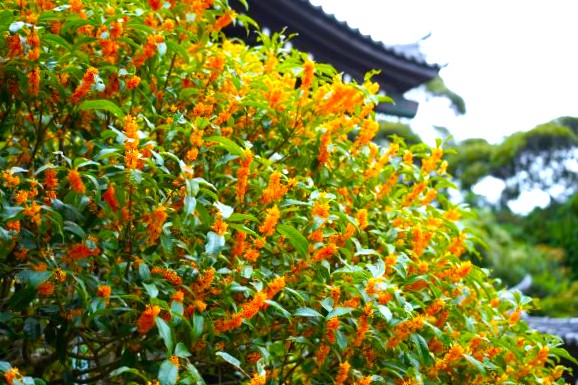 境内の花々