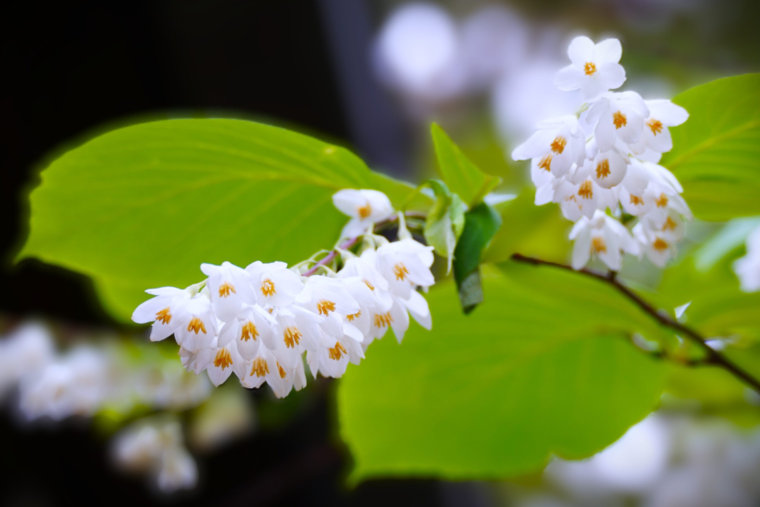 境内の花々