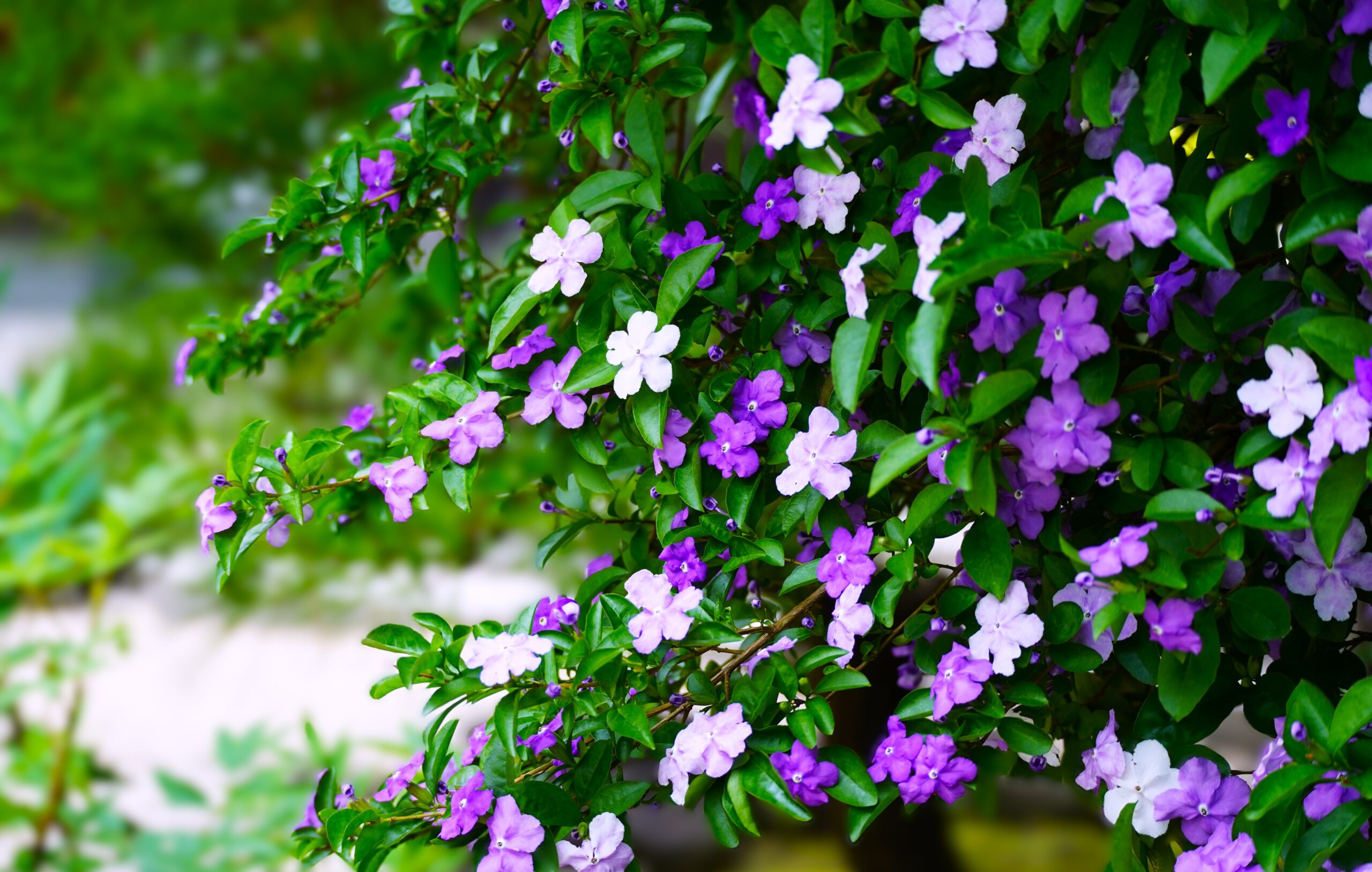 境内の花々