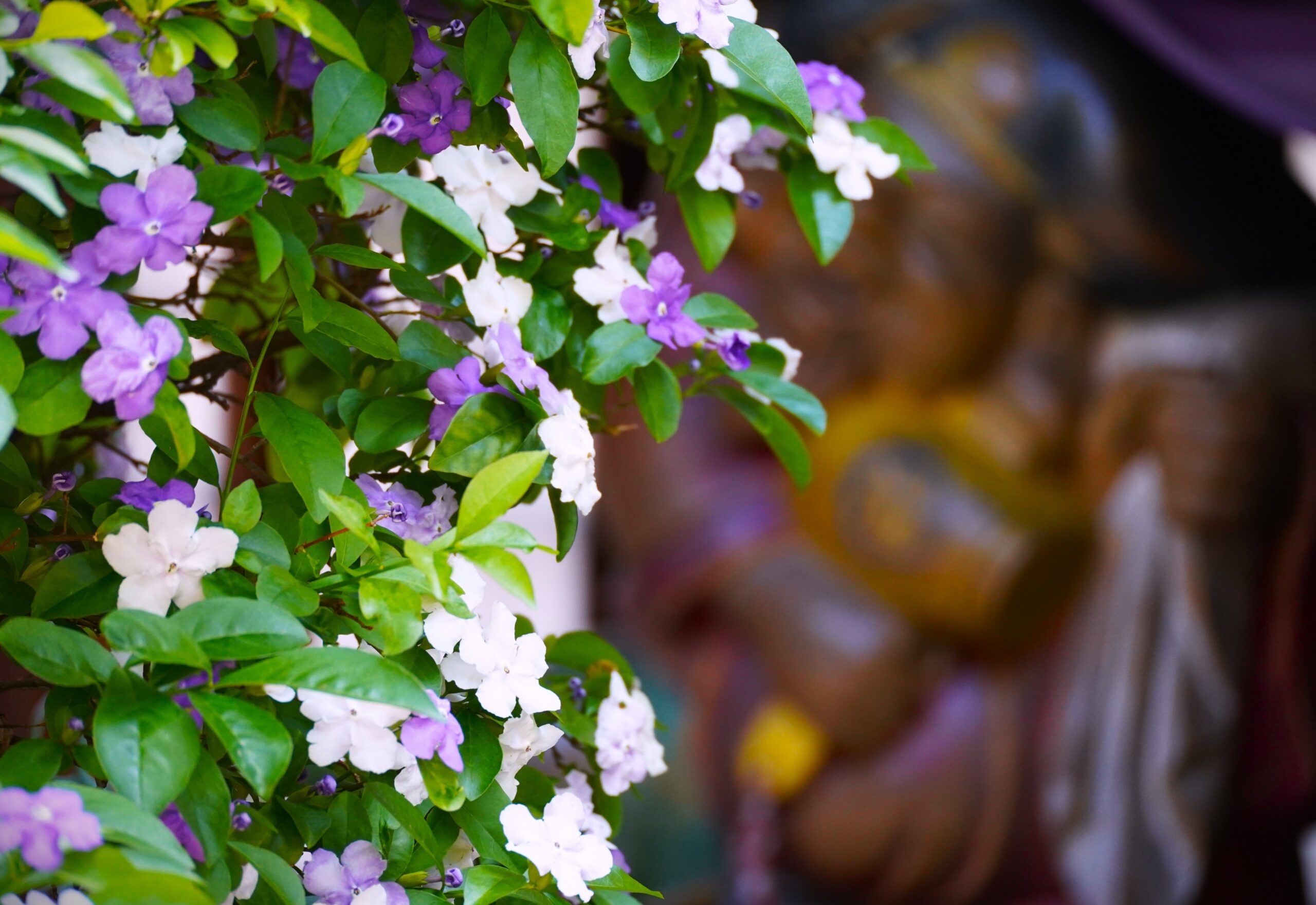 境内の花々