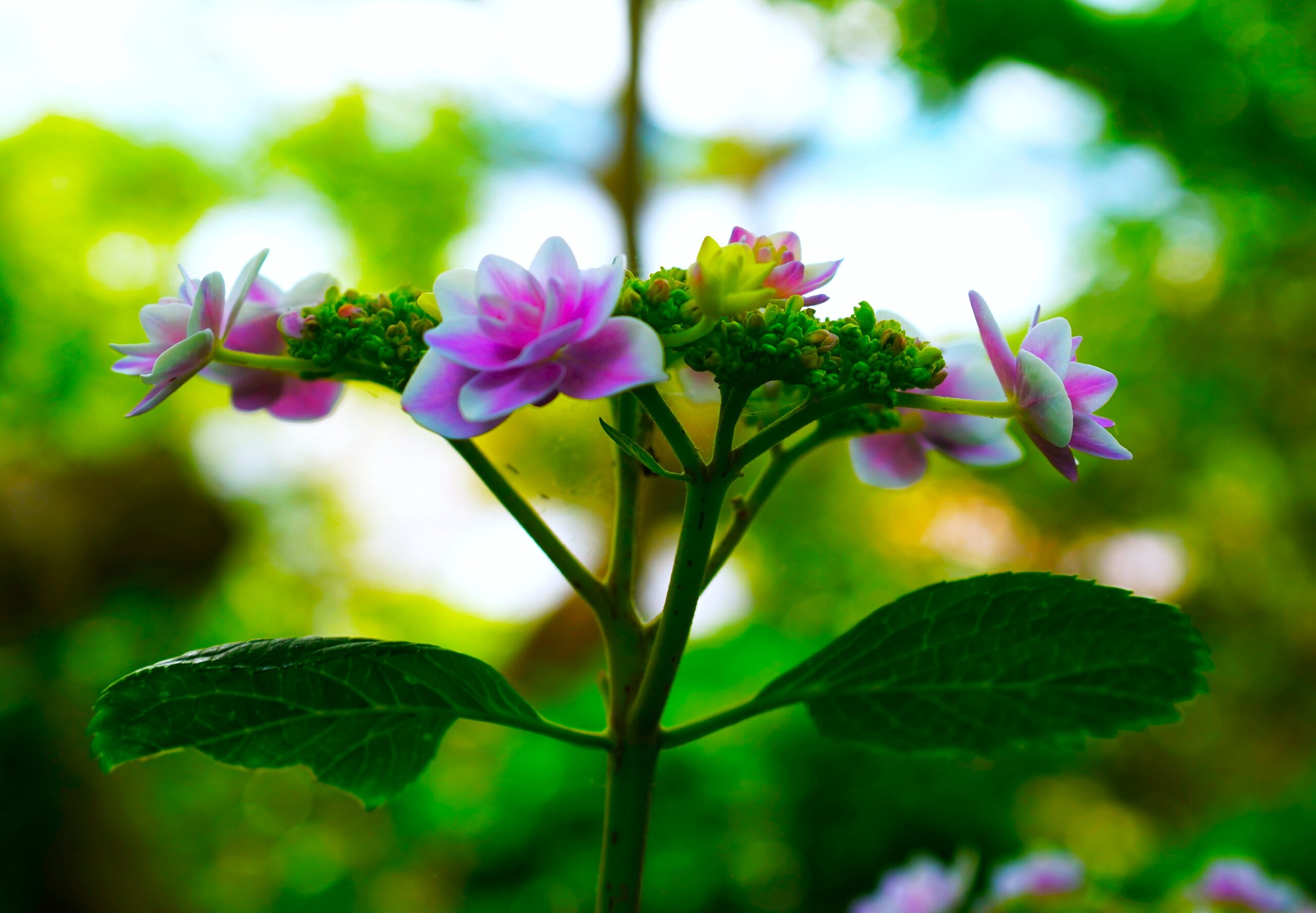 境内の花々