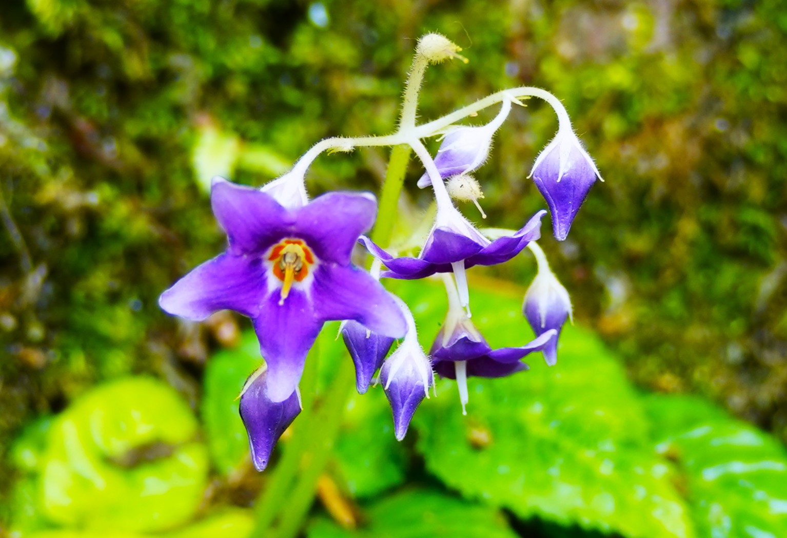 境内の花々