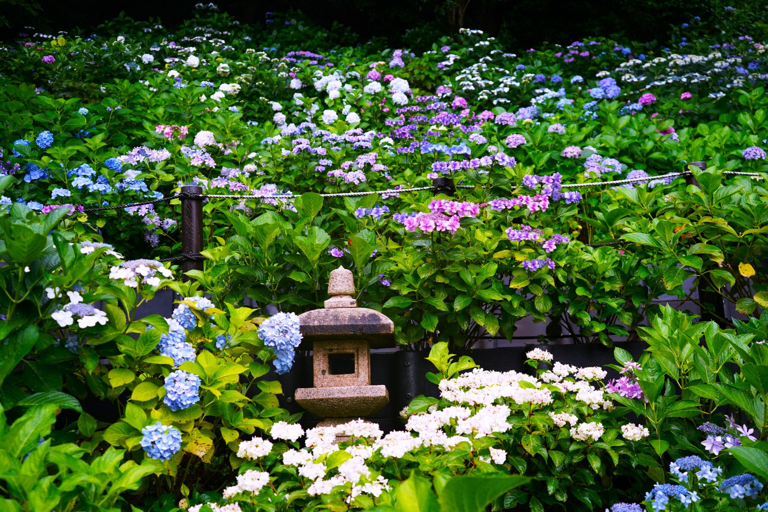 境内の花々