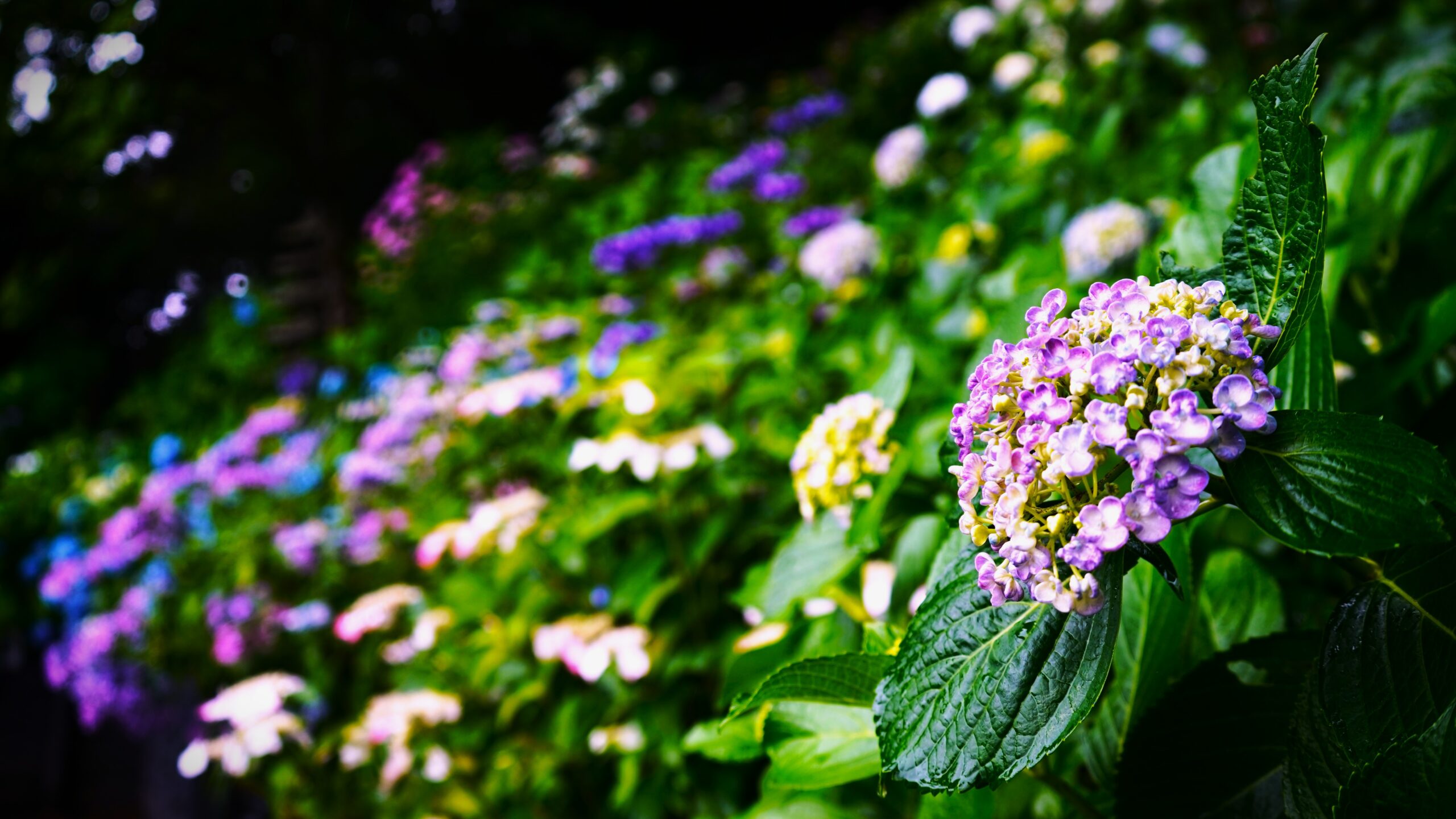 境内の花々