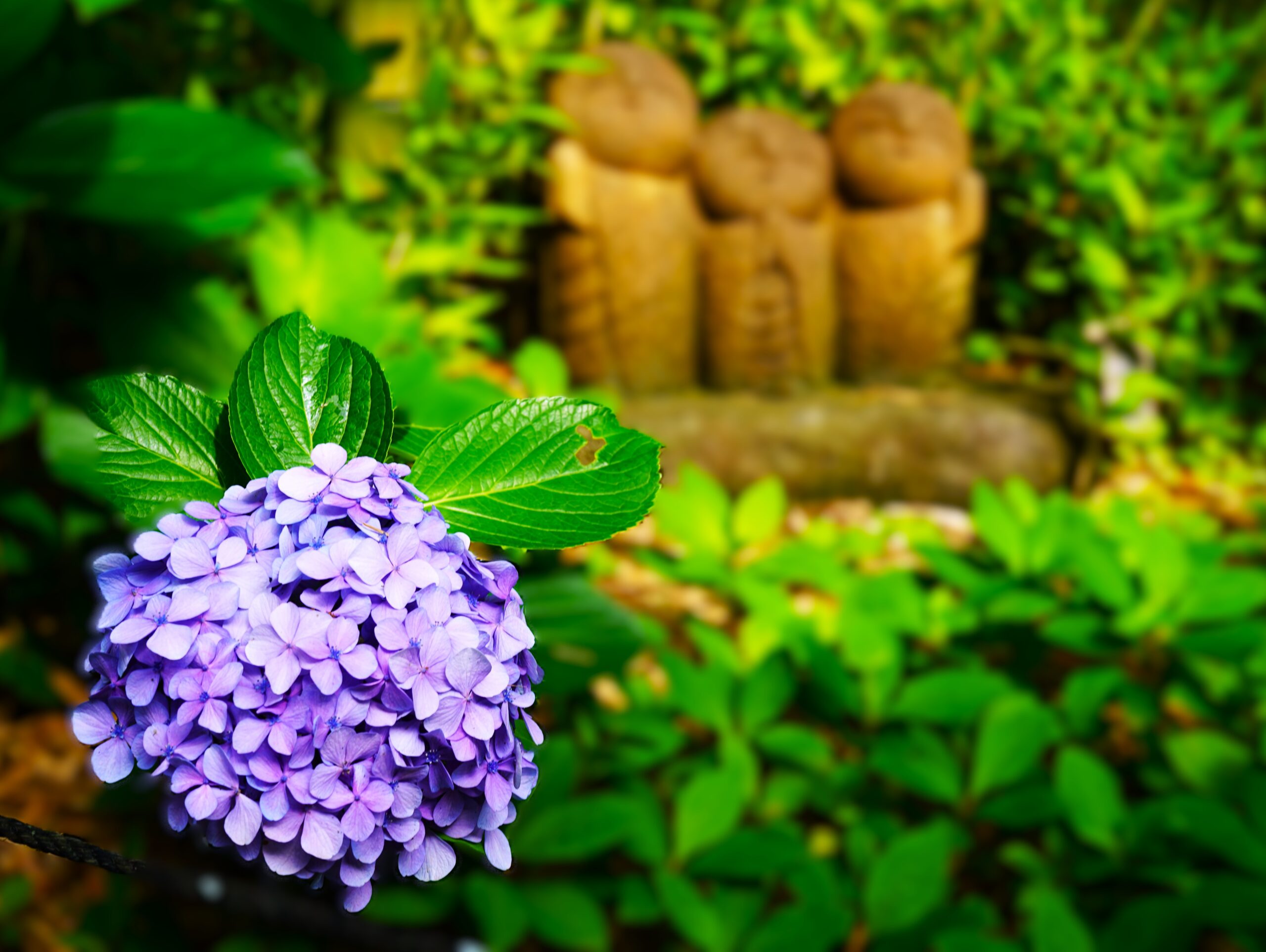 境内の花々