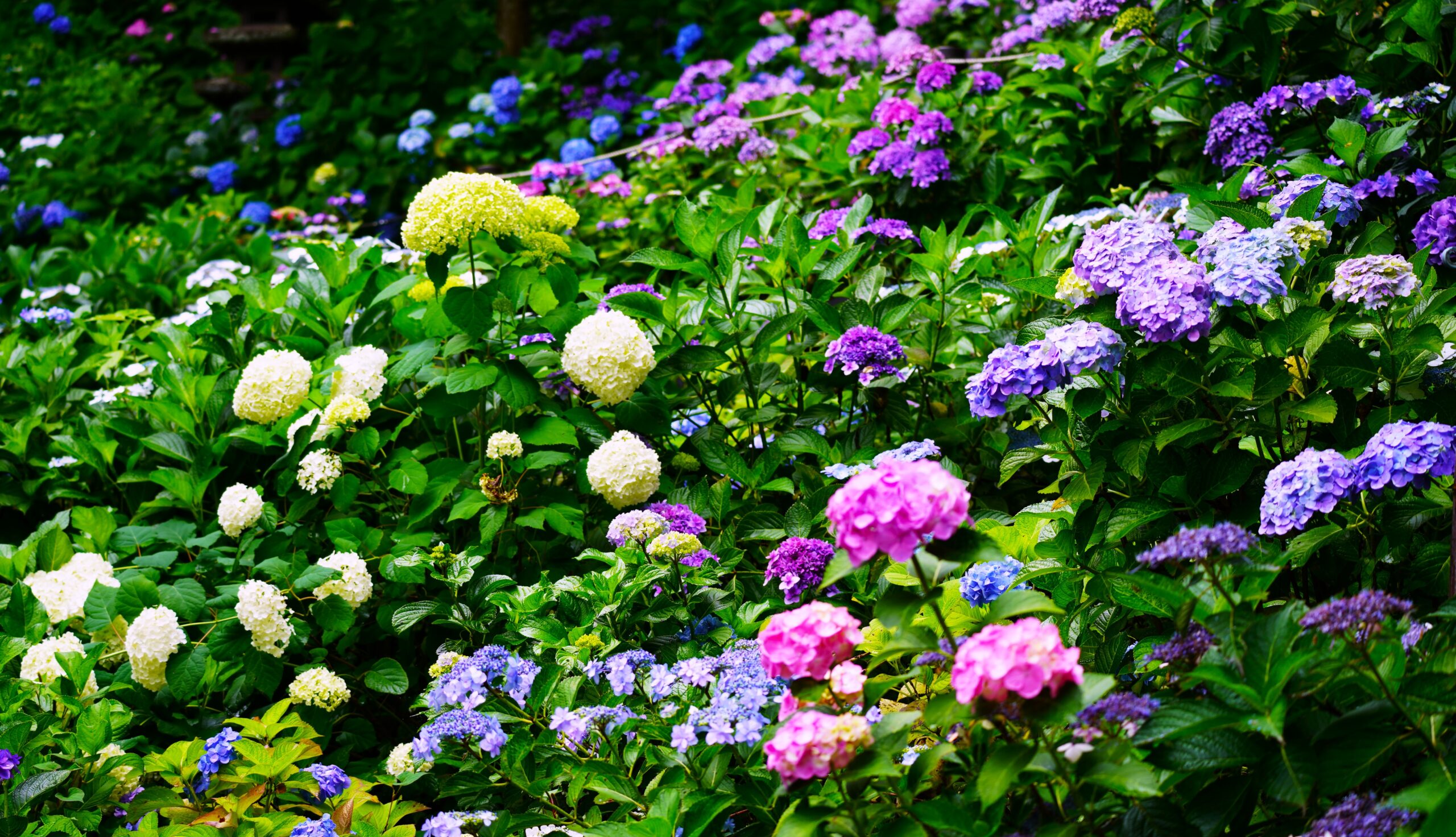 境内の花々