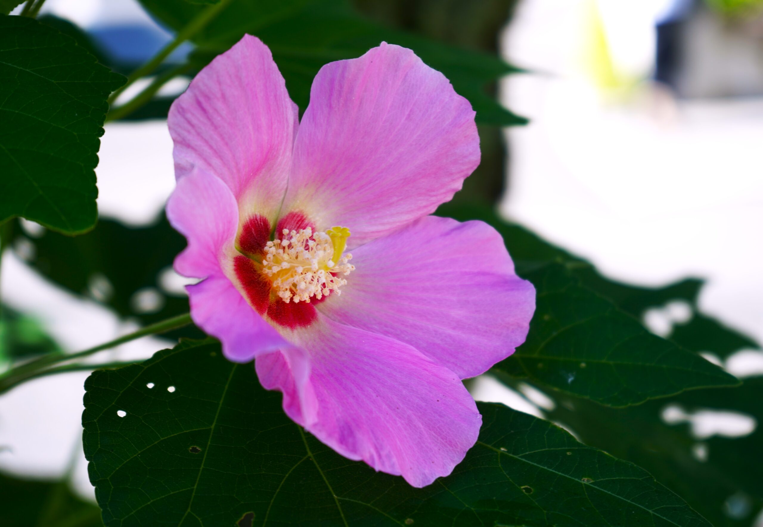 境内の花々