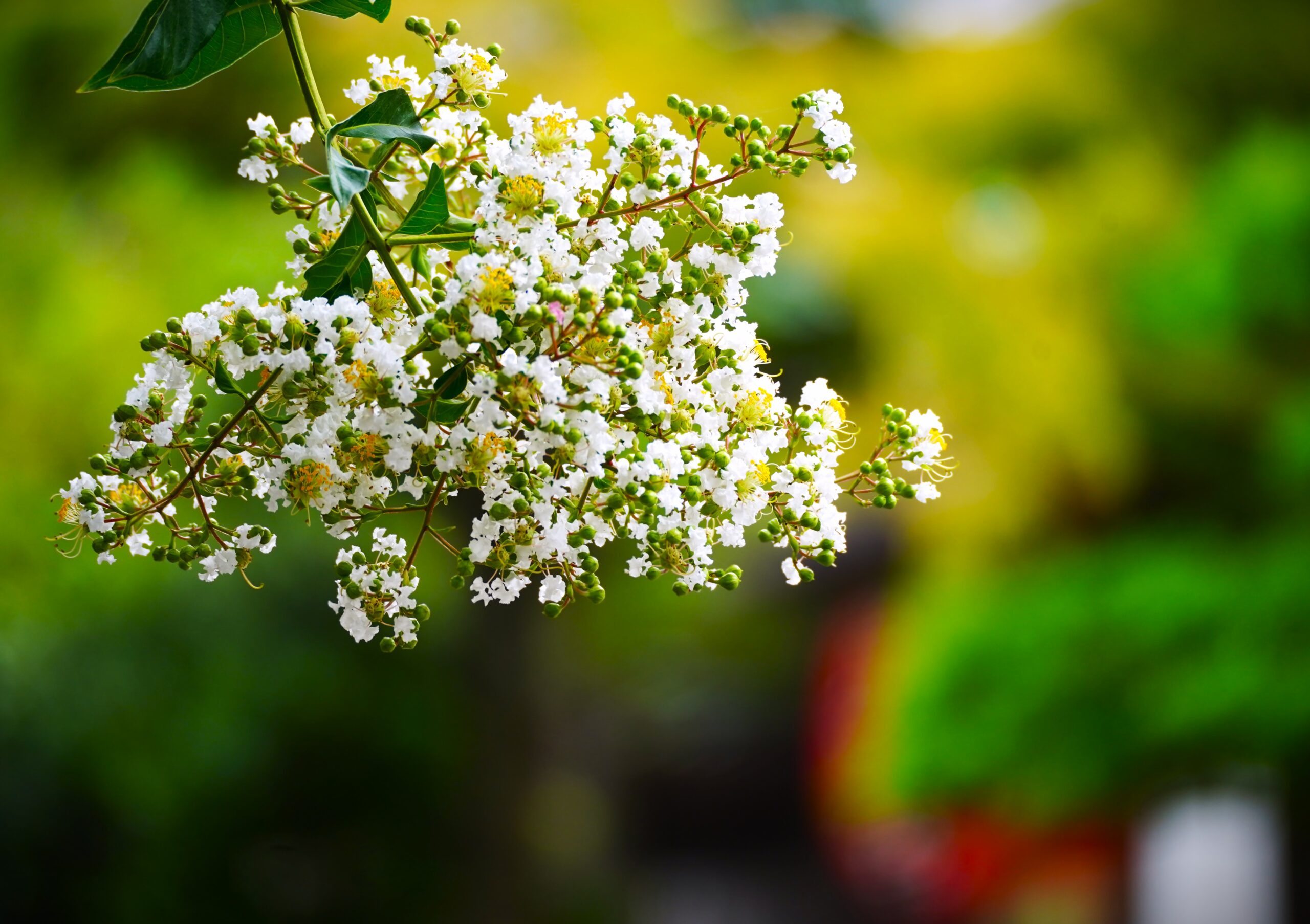 境内の花々