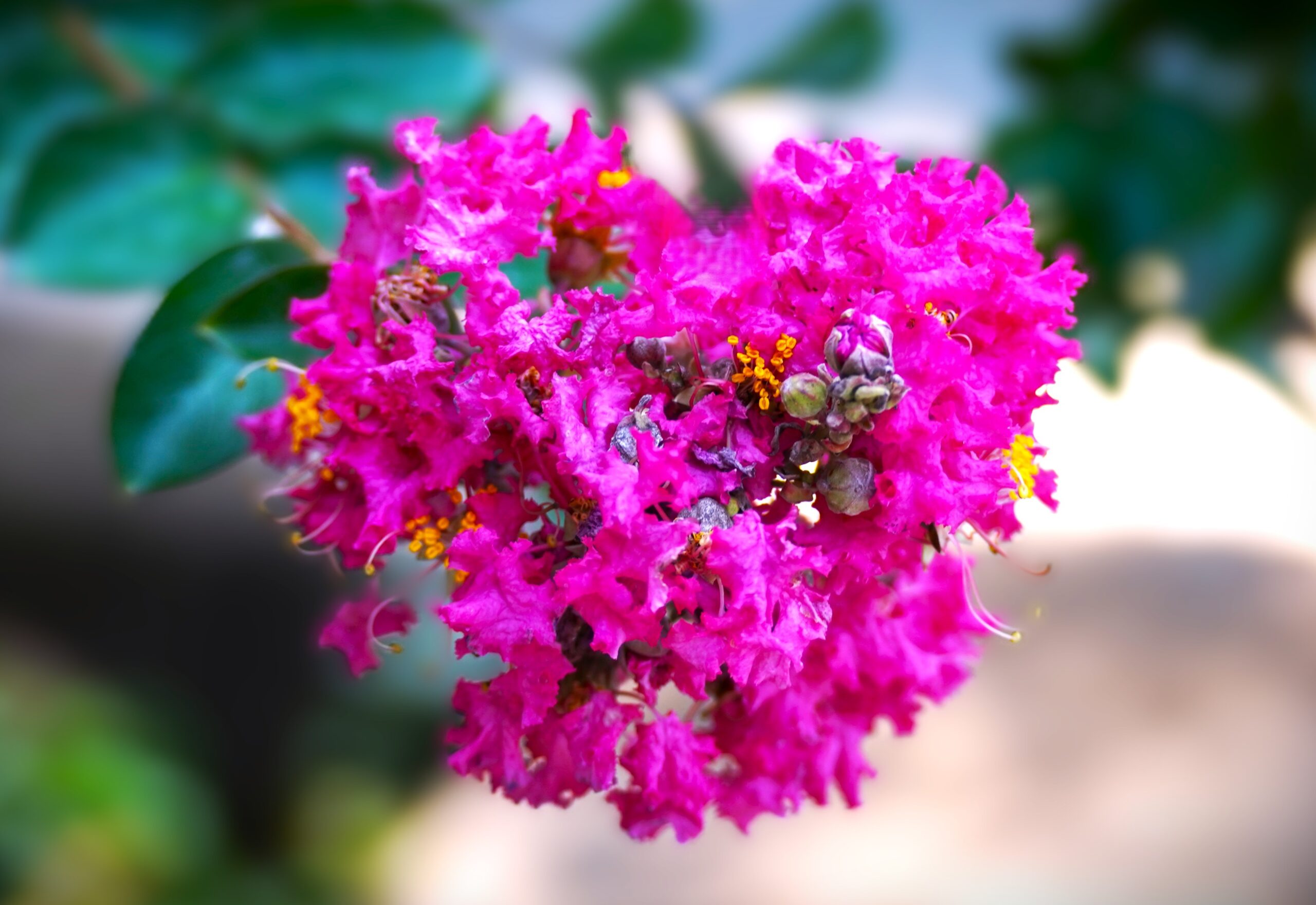 境内の花々