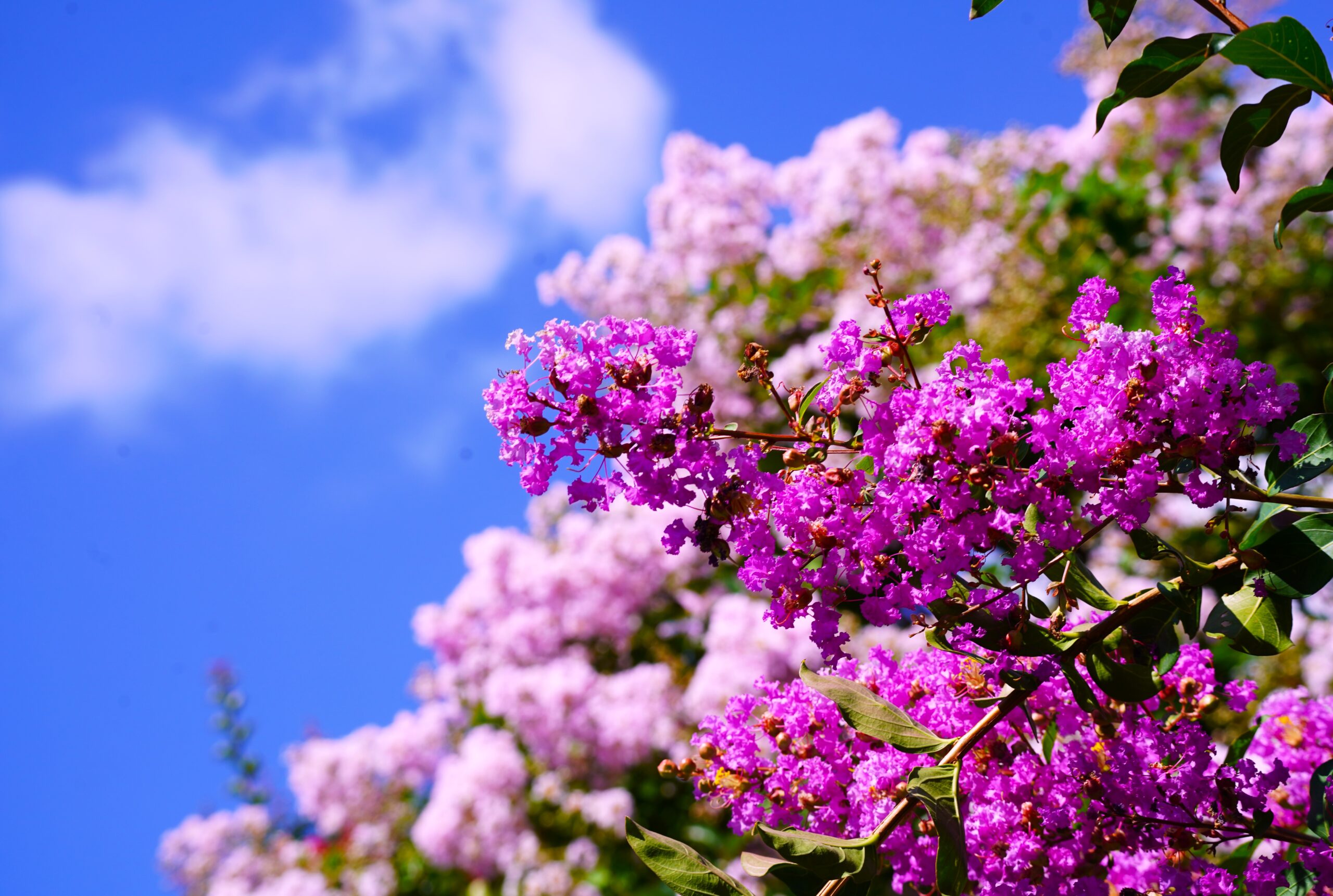 境内の花々