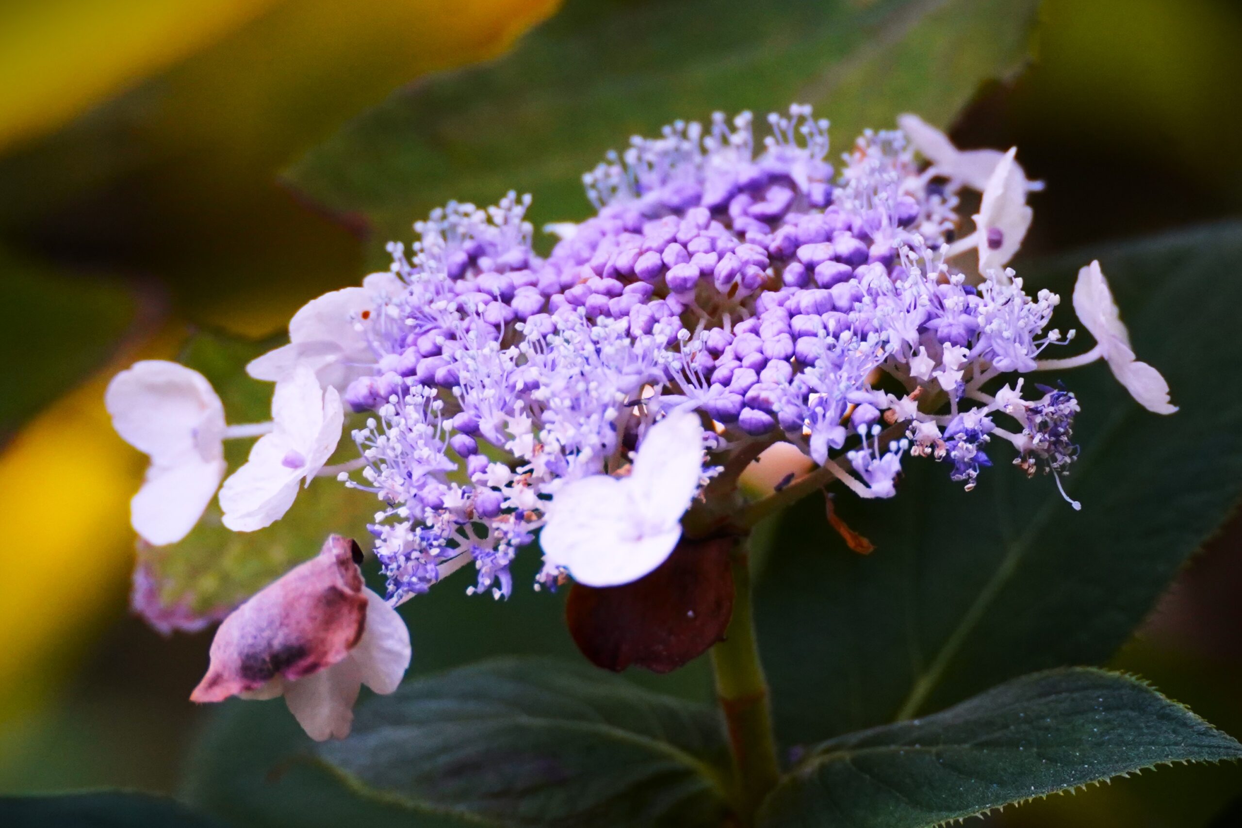 境内の花々