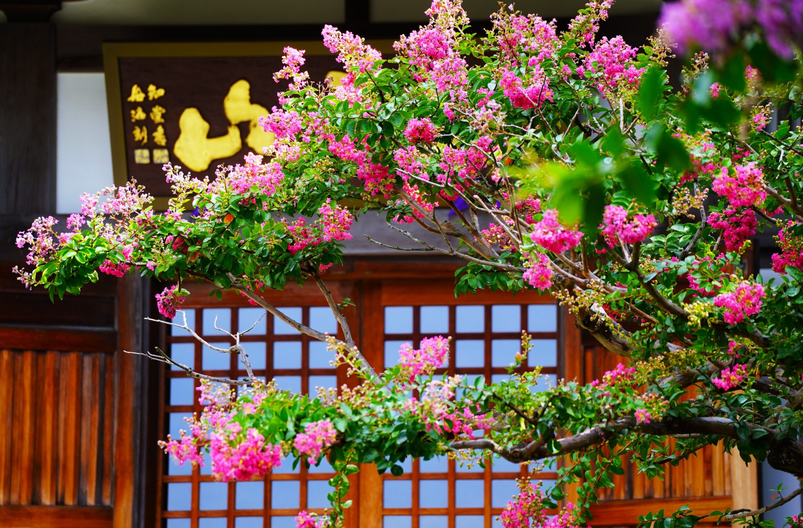 境内の花々