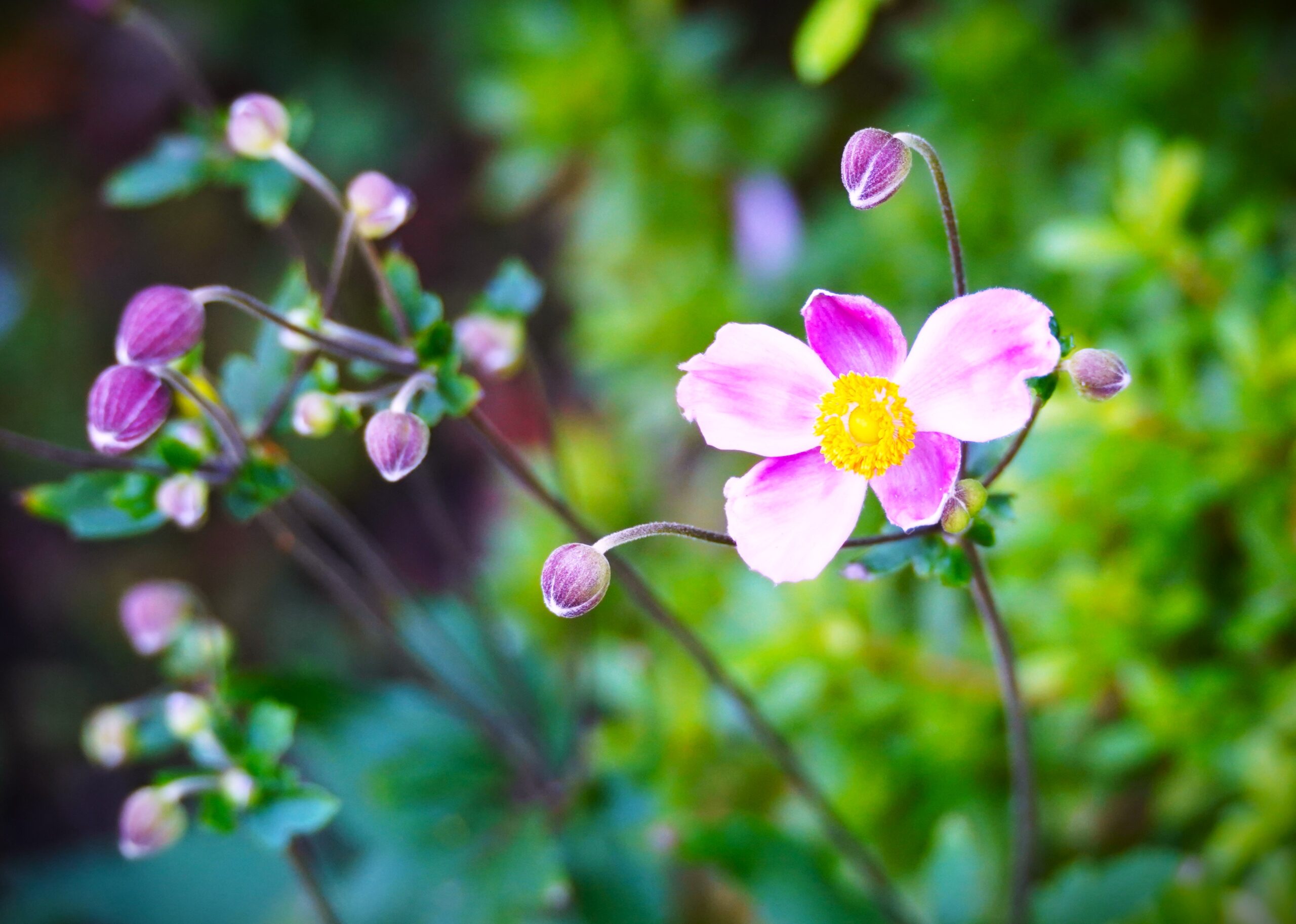 境内の花々