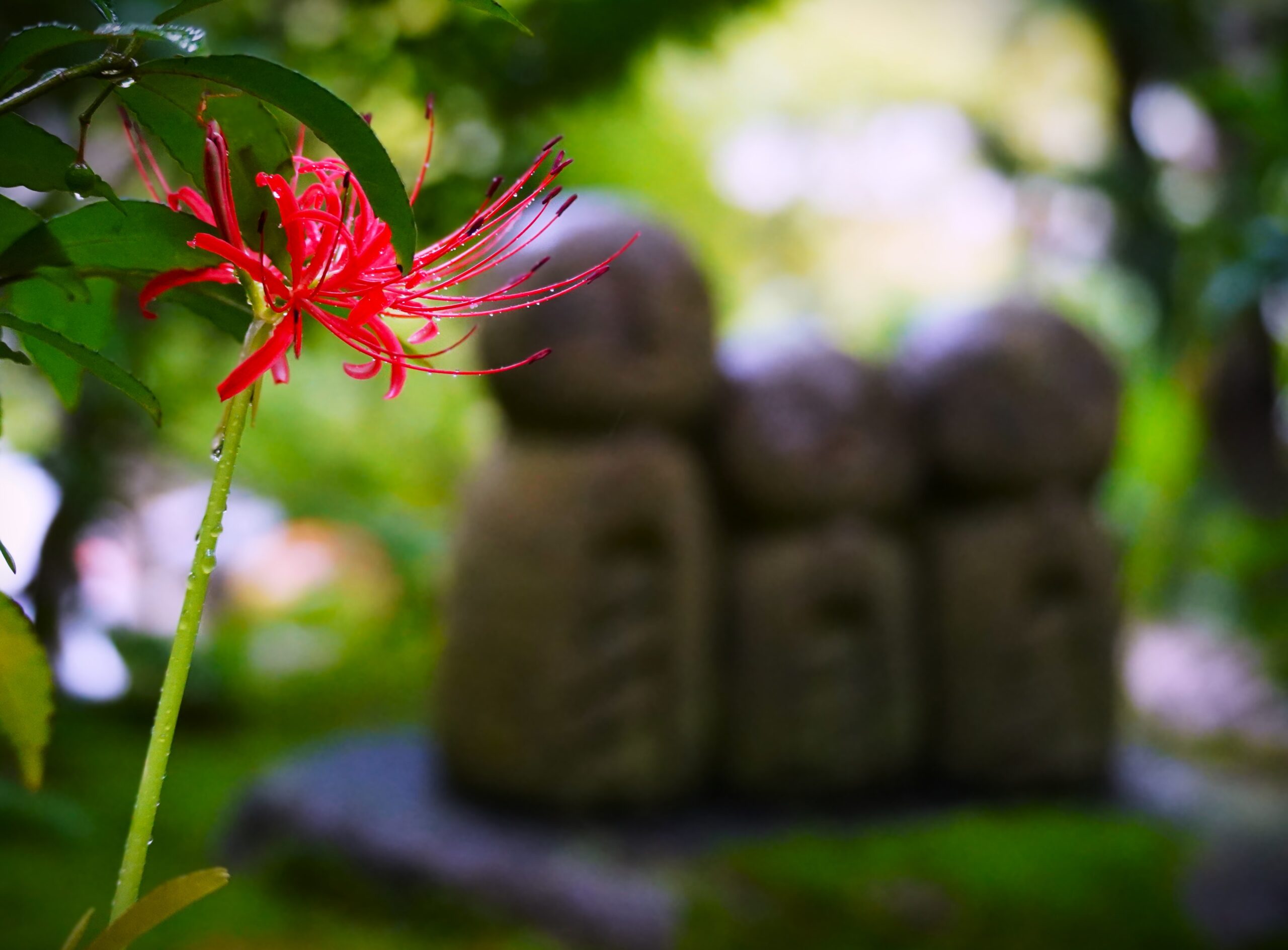 境内の花々