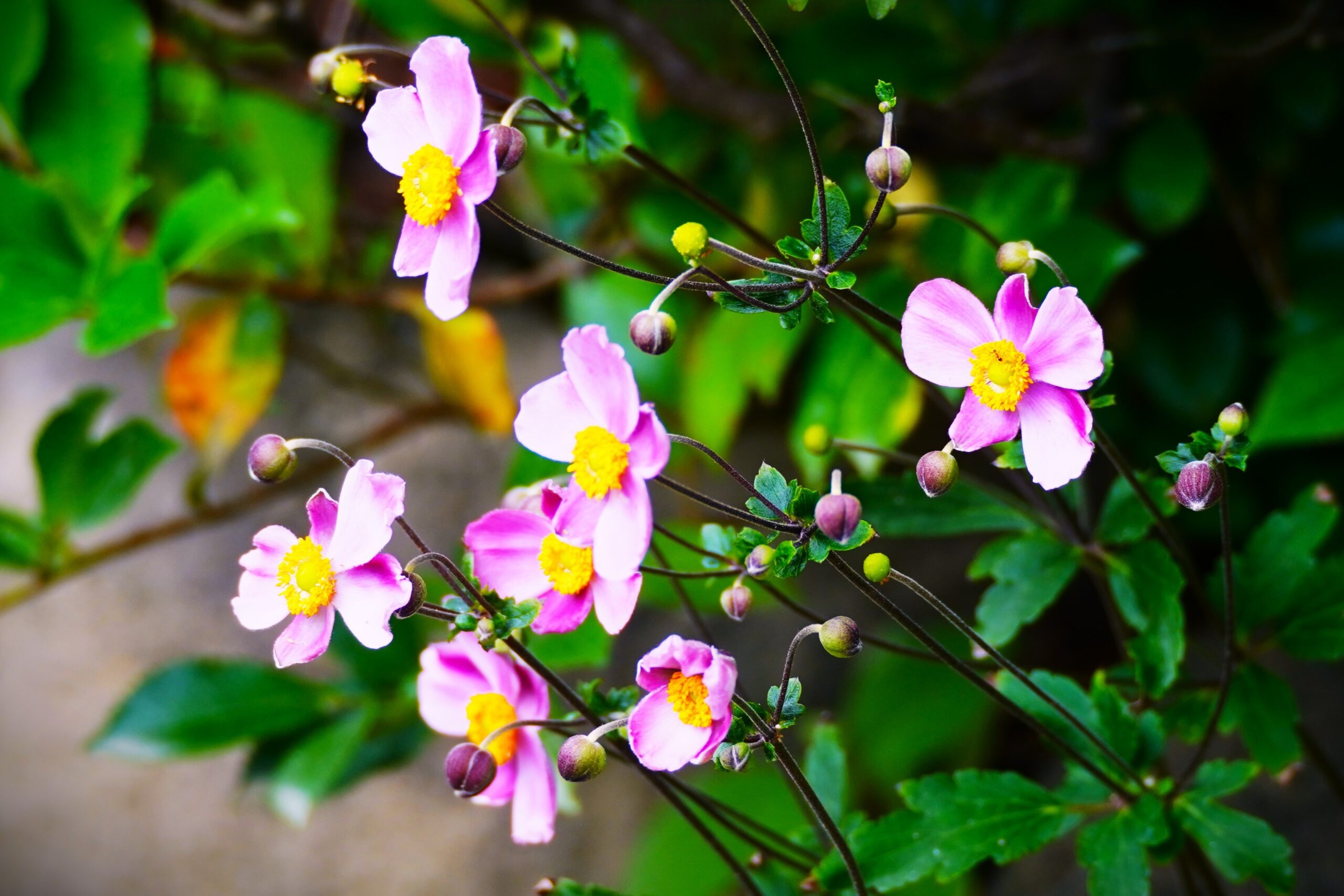 境内の花々