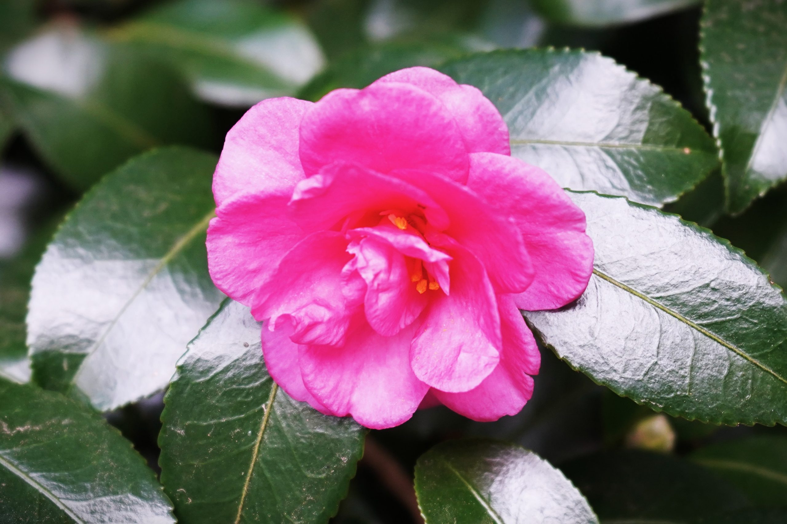 境内の花々