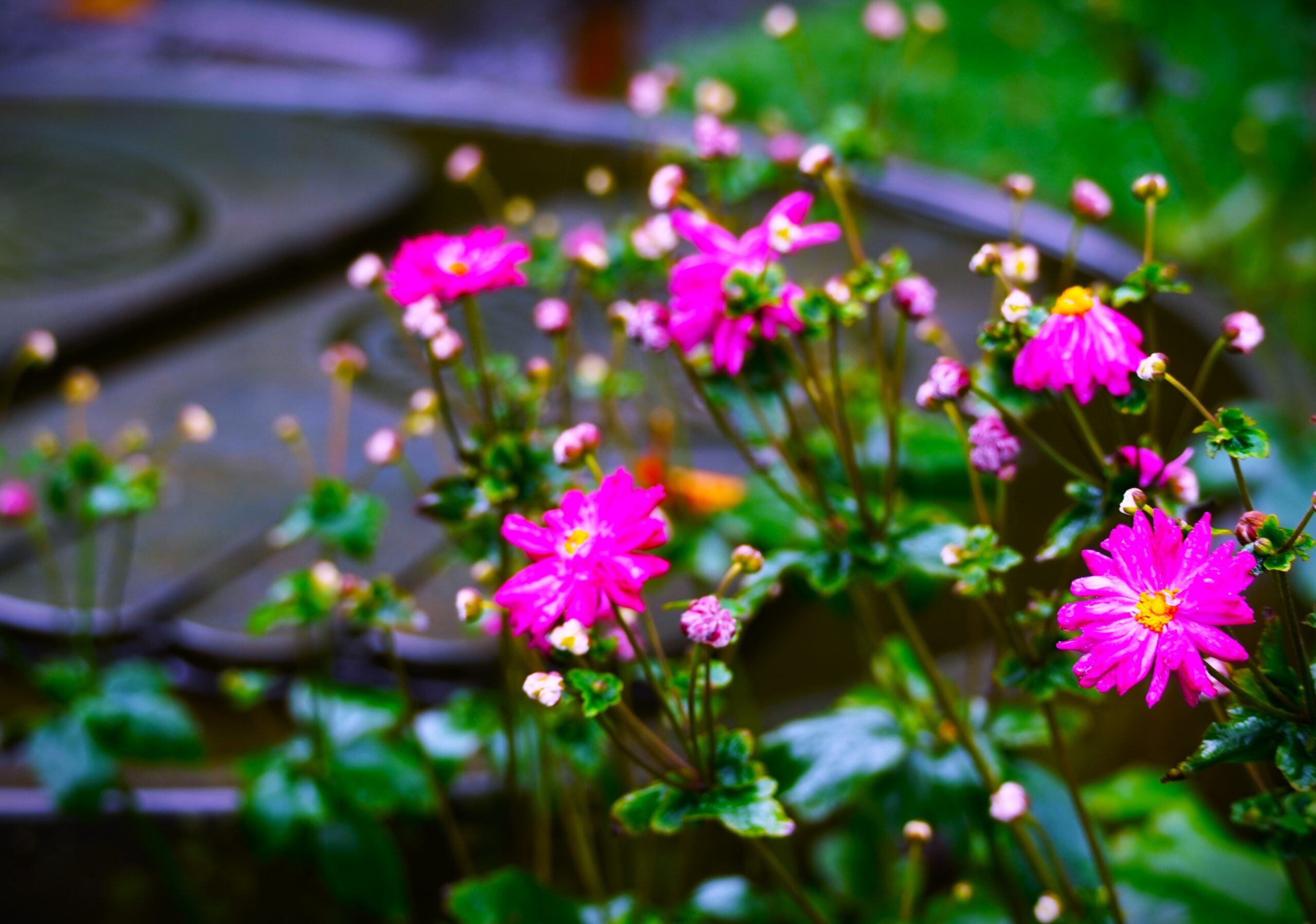 境内の花々